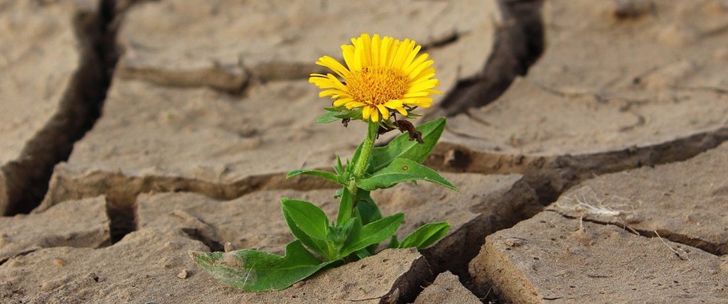 flower-887443_1280-crop