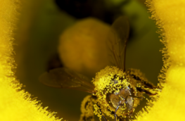 Pyłek pszczeli może poprawiać płodność kobiet i mężczyzn