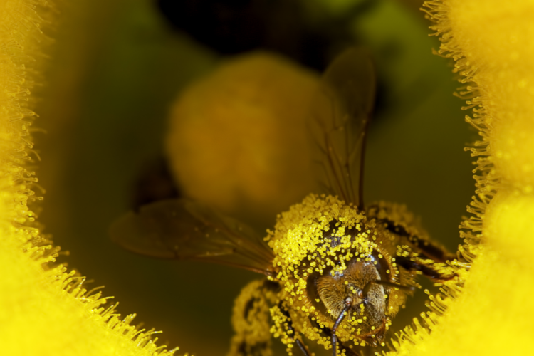 Pyłek pszczeli może poprawiać płodność kobiet i mężczyzn