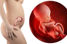 24 tydzień ciąży - drugi trymestr ciąży