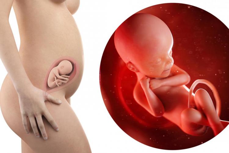 24 tydzień ciąży - drugi trymestr ciąży