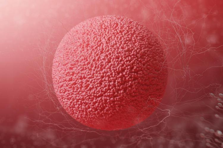 Suplementacja na dojrzewanie komórek jajowych